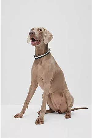 HUGO BOSS Hombre Collares - Collar de perro con parche de logo de silicona
